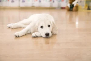 What Type of Flooring is Best for Pets?