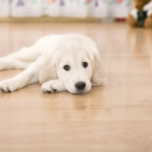 What Type of Flooring Is Best For Pets?